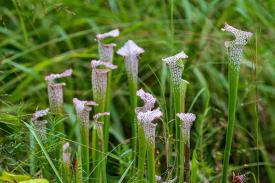Pitcher plants
